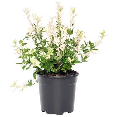 Siersalie (Salvia ‘Mystic Blue’) Blauw, hoogte 25 cm, potmaat 27 cm. Van 19.99 voor 16.99