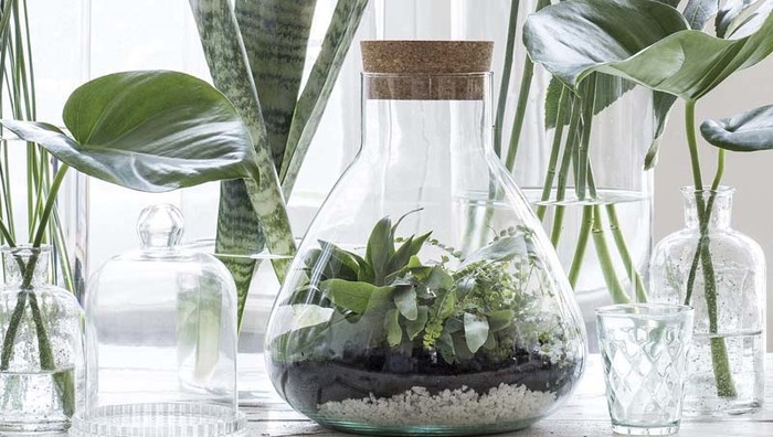 DIY: het plantenterrarium