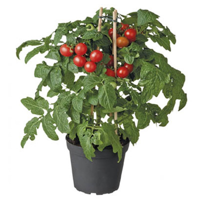 Solanum (Solanum jasminoides). Van 11.99 voor 8.99