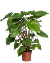 Homalomena rub. ‘Maggy’ Hoogte 100 cm, potmaat 24 cm. Van 34.99 voor 24.99