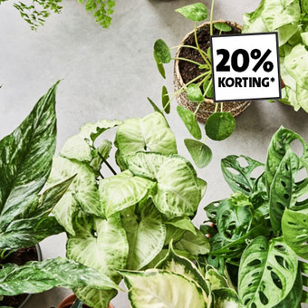 20% korting op alle kamerplanten