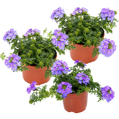 Petunia, per stuk 1.49, 3 voor 3.99