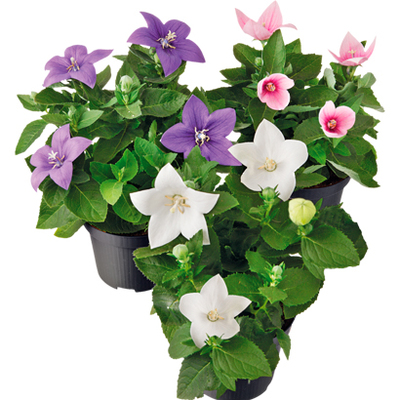 Paradijsvogelplant Hoogte 80 cm, potmaat 19 cm Excl. pot. Nu van 34.99 voor 19.99