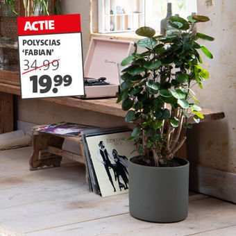 POLYSCIAS ‘FABIAN’ Nu van 34.99 voor 19.99