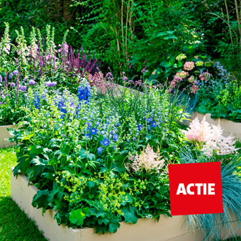 Actie: Veel tuinplanten in de aanbieding