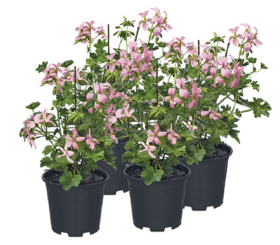 Geranium, per stuk 2.29, nu 4 voor 4.99