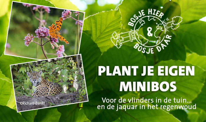 Minibosje voor in je tuin