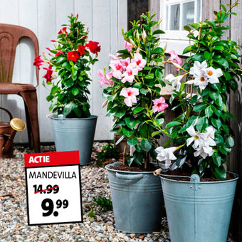 Mandevilla in piramidevorm (Mandevillea ‘Sundaville’). Rood/wit/roze, hoogte 70 cm / potmaat 17 cm, exclusief pot. Van 14.99 voor 9.99