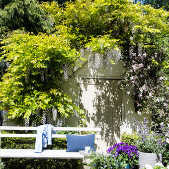 Klimplanten, ideaal voor kale muren of pergola's