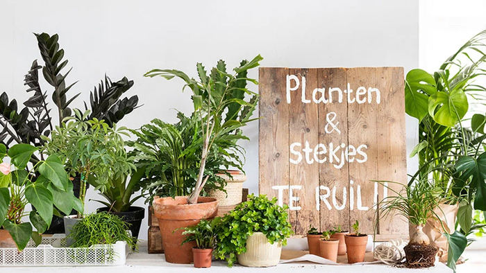 Op zaterdag 3 februari van 13.00 tot 15.00 uur kun je je eigen planten en stekjes ruilen met die van andere plantenliefhebbers. 