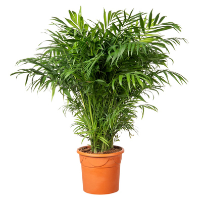 Rubberboom (Ficus el. ‘Abidjan’). Hoogte 70 cm potmaat 21 cm. Van 25.99 voor 19.99