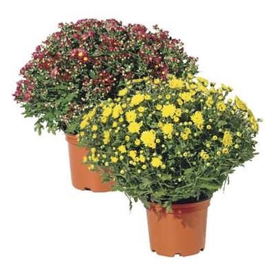 Bolchrysant Diverse kleuren, nu 2 voor 4.99