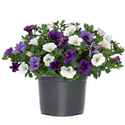 Minipetunia, 3.49. Nu 2 voor 4.99