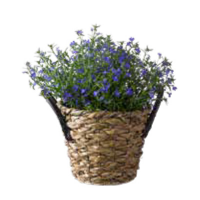 Arrangement Lobelia in mand. van 14.99 voor 12.99