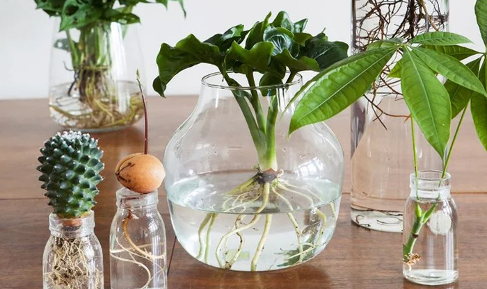 Hydroponie: je plant op water in een glazen pot