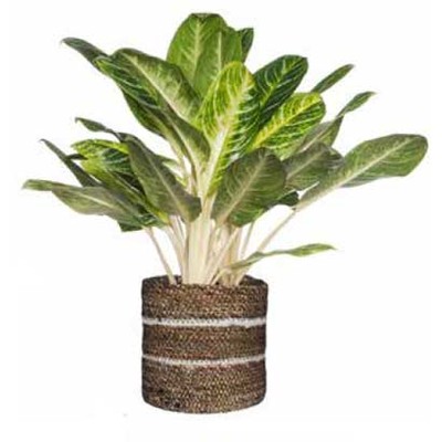 Aglaonema ‘Spotted Star’ van 11.99 voor 9.99