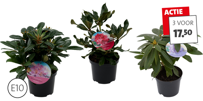 Rhododendron: 3 stuks voor 17.50