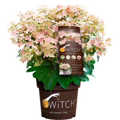 Pluimhortensia (Hydrangea pan. ‘(S)witch Ophelia’) hoogte 35 cm potmaat 19 cm. Van 16.99 voor 12.99