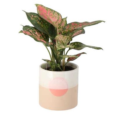 Aglaonema ‘Spotted Star’ van 11.99 voor 9.99