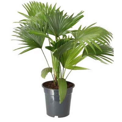 Waaierpalm (Livistona rotundifolia) van 12.99 voot 9.99