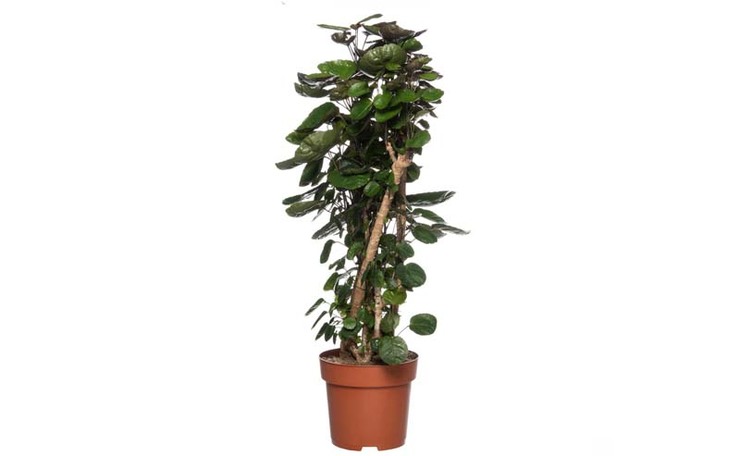 Polyscias ‘Fabian’. Hoogte 100 cm potmaat 24 cm. Van 34.99 voor 27.99