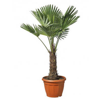 Chinese waaierpalm van 59.99 voor 39.99