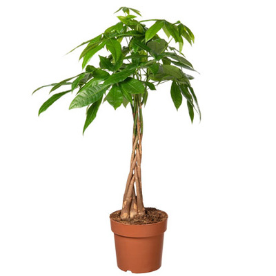 Geldboom (Pachira aquatica). Hoogte 50 cm potmaat 17 cm, exclusief pot. Van 24.99 voor 21.99