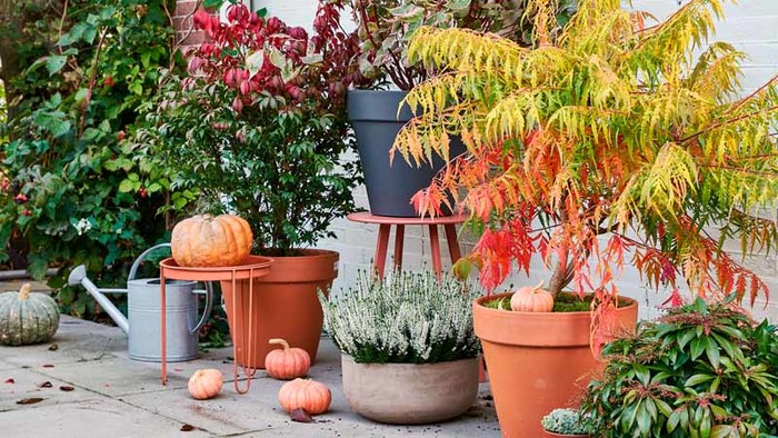 Ontdek de tuinwerkzaamheden van oktober