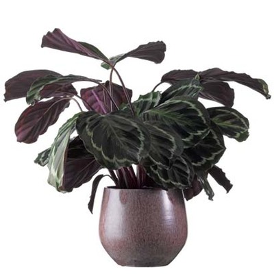 Calathea van 15.99 voor 11.99