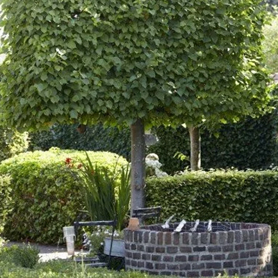 Nu aanplanten, straks sterke bomen: Bomen