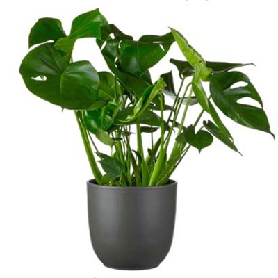 Gatenplant (Monstera deliciosa). Exclusief pot van 5.99 voor 4.99 