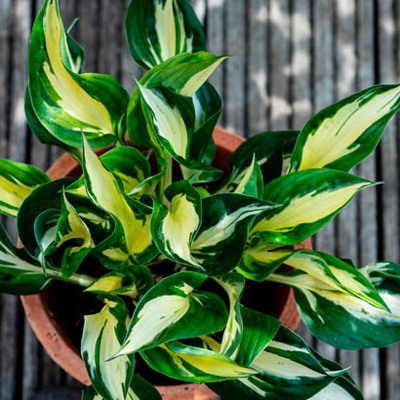 Hartlelie (Hosta ' Whirlwind'). Lilapaars, Van 5.99 voor 3.99