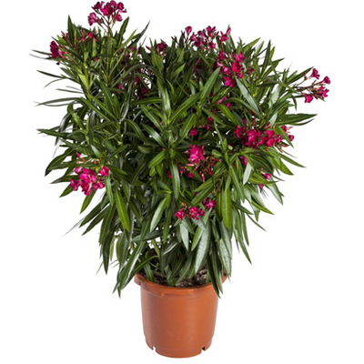 Oleander (Nerium oleander). Wit, rood of roze, hoogte 50 cm / potmaat 20 cm, exclusief pot. Van 14.99 voor 9.99