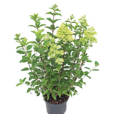 Pluimhortensia voor 15.99