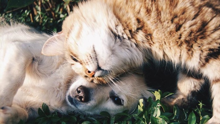 Liefde geven is liefde krijgen: Verwen je hond & kat!