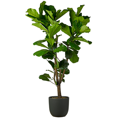 Vioolplant van 99.99 voor 84.99