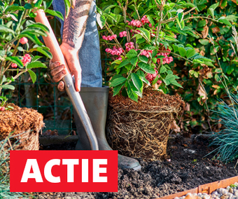 Aanplanttijd | Ontdek alle tuinplanten die deze week in de aanbieding zijn