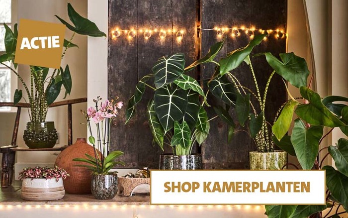 Deze week in de aanbieding: diverse kamerplanten in de aanbiedingen