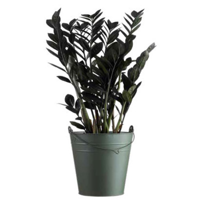 Zamioculcas van 12.99 voor 9.99