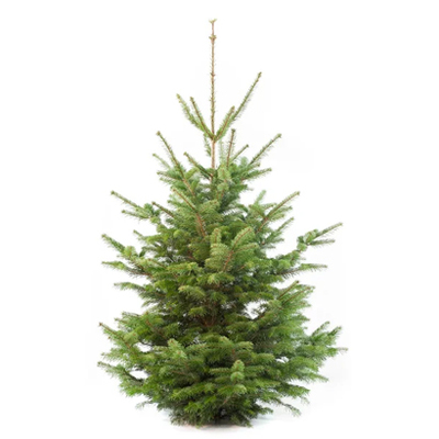 Nordmann kerstboom vanaf 14.99