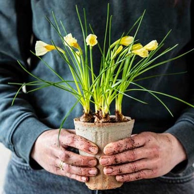 Sleutelbloem, nu 4 voor 5.-