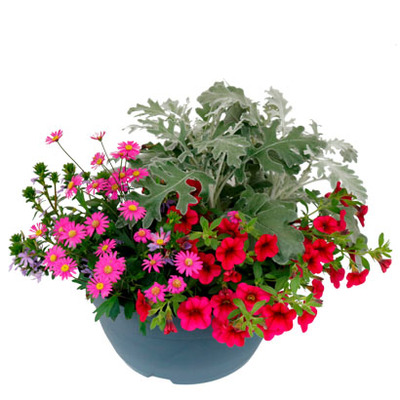 Terraspot met diverse zomerbloeiers Diverse kleuren, Ø 26 cm. Van 14.99 voor 9.99