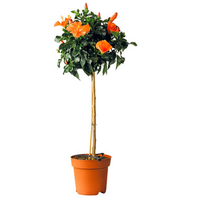 Chinese roos (Hibiscus rosa- sinensis ‘Sunny’) op stam. Diverse kleuren, hoogte 110 cm / potmaat 24 cm. 24.99 19.99