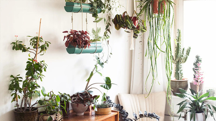 Zo verzorg je je planten in de zomer