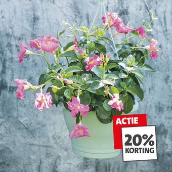 Tuinplanten: 20% korting