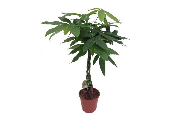 Geldboom (Pachira aquatica) Hoogte 80 cm, potmaat 19 cm. Exclusief pot. Van 21.99 voor 12.99