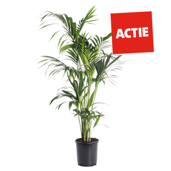 Kentiapalm (Howea forsteriana). Excl. pot Hoogte 140 cm, potmaat 24 cm. Van 59.99 voor 39.99