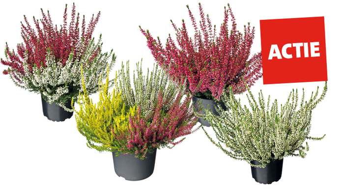 Struikheide (Calluna ‘Gardengirls’). Diverse kleuren, hoogte 25 cm potmaat 12 cm. 2.49 1.79