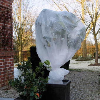 Pak je kwetsbare planten in voor wanneer het stevig gaat vriezen