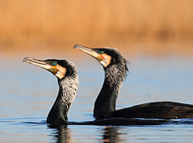 Ontdek de vogels van het IJsselmeer